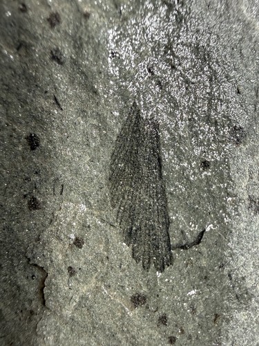 Archaeopteris fossil plant - fossil,