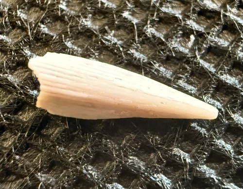 Pioneer fossil laccognathus - fossil,