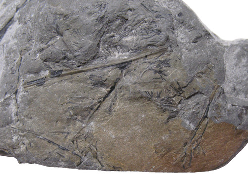 Devonian plant fossil - devonian,