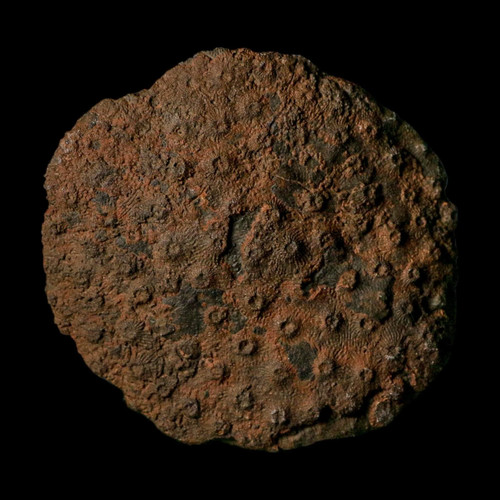 Phillipsastrea sp rugose - phillipsastrea,