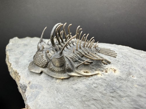 Rare devonian trilobite - devonian, spiny