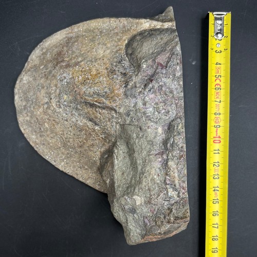 Hevaspis kozlowskii fossil - hevaspis,