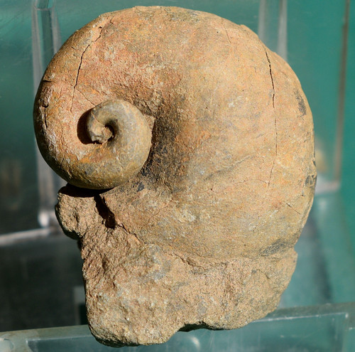 Platyceras gastropod fossil - ,