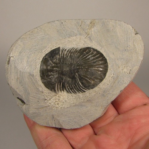Scabriscutellum trilobite - 1.5",