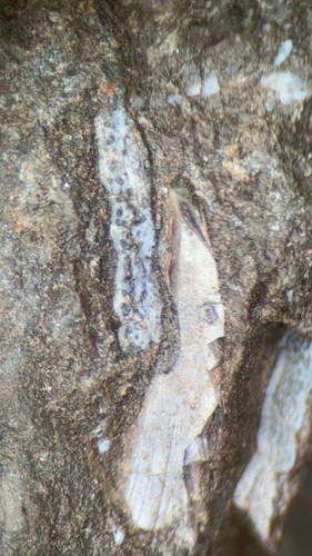 Fossil devonian fish tooth - fossil,