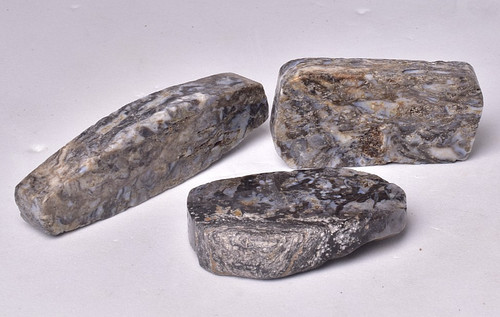 Rhynie chert early - x,