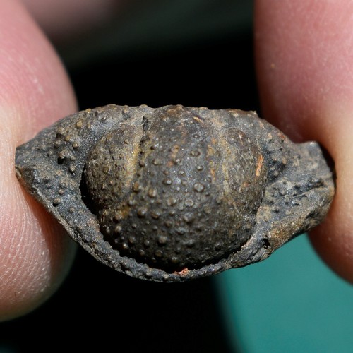 Extremely rare trilobite