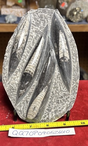 Nice orthoceras plate - orthoceras,