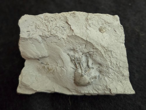 Rare fossil crinoid - fossil,