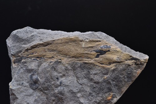 Middle devonian wood fossil - middle,