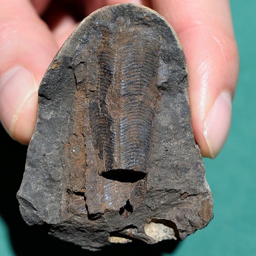 Two conulariid fossils