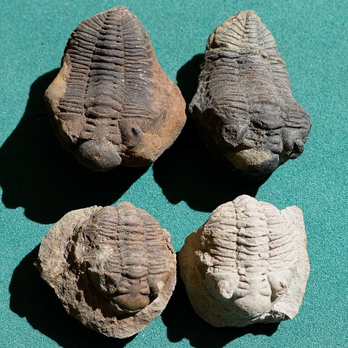 Trilobites lot 4 - lot, of