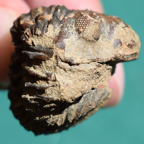 Trilobite malvinella buddeae - trilobite,,