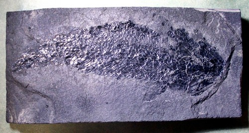 Fine complete 5cm - complete, 14.5cm