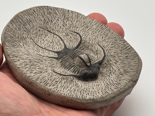 High detail devonian trilobite - detail,