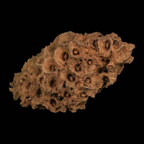 Colonial rugose coral - colonial,