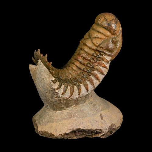 Flying crotalocephalus - flying,