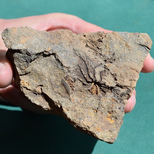 Extremely rare crinoid