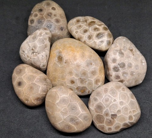 Unpolished petoskey stones - petoskey, 1