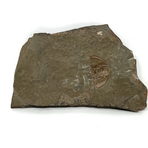 Devonian trilobite head - trilobite,
