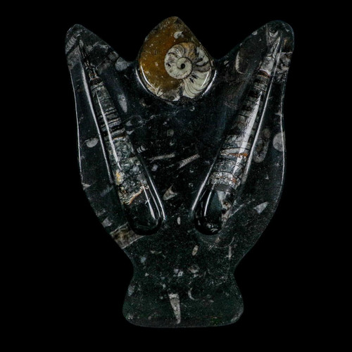 Orthoceras and goniatite - 8",