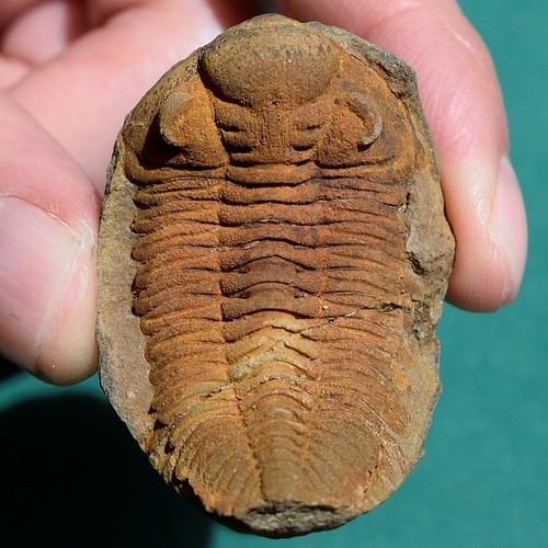 Trilobite eldredgeia - trilobite,,