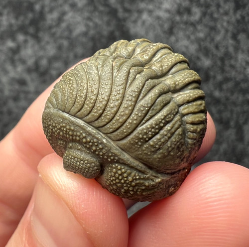 Moroccops trilobite fossil - moroccops,