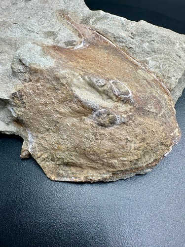 Rare devonian fossil - devonian,
