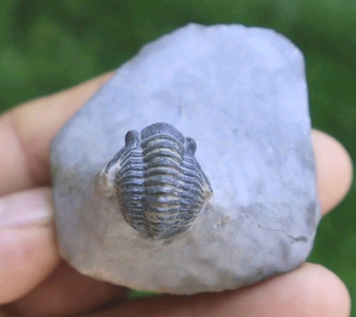Gerastos trilobite fossil from - gerastos,