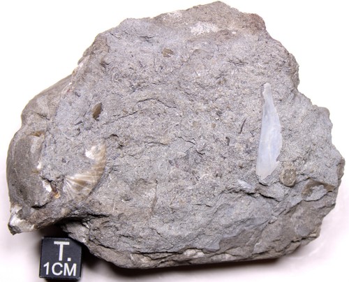 Devonian fish bone - devonian,