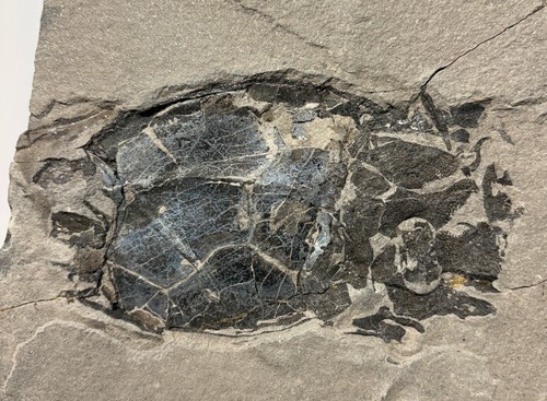 Pterichthyodes fossil - cm,