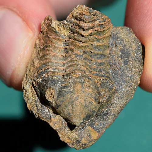 Trilobite schizostylus - trilobite,,