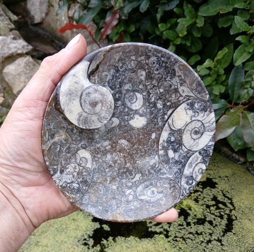 Polished marble goniatite - polished,