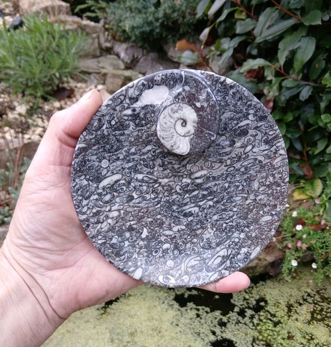 Polished marble goniatite - polished,
