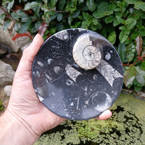 Polished marble goniatite - polished,