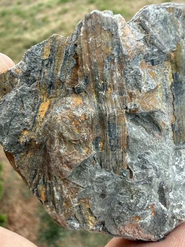 Devonian archaeopteris fossil - devonian,