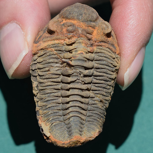 Trilobite eldredgeia - trilobite,,