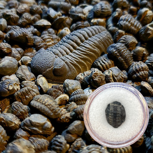 Baby phacops rana - baby,
