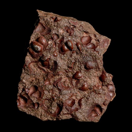Trilobite mortality plate - trilobite,
