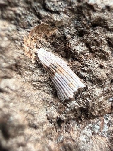 Hyneria tooth fossil matrix - tooth,