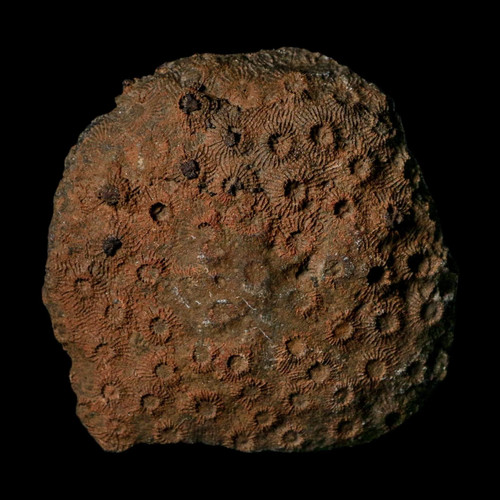 Phillipsastrea sp rugose - 2.9",