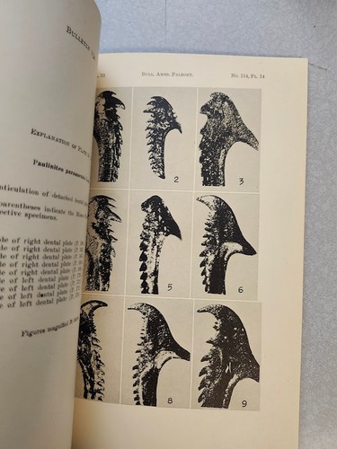 Polychaete annelids from - polychaete, the
