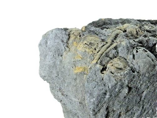 Trilobite homalontidae sp - ,