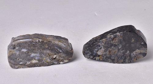 Rhynie chert early - rhynie, chert,