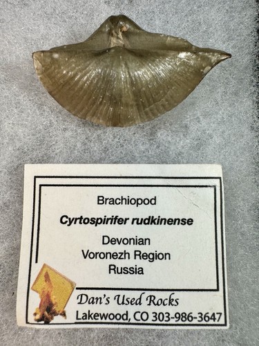 Cyrtospirifer rudkinensis