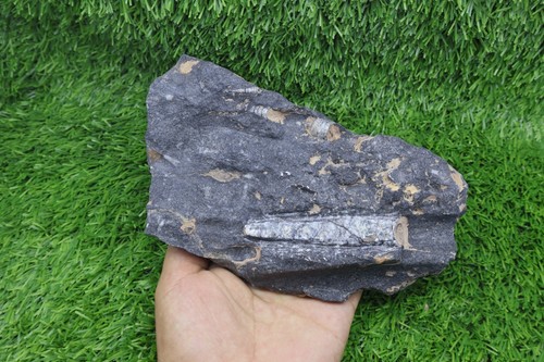 Orthoceras fossil plate - orthoceras,