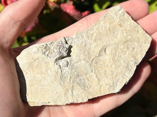 Oklahoma fossil trilobite - fossil,