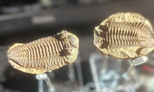 Museum trilobite - 💥museum💥,