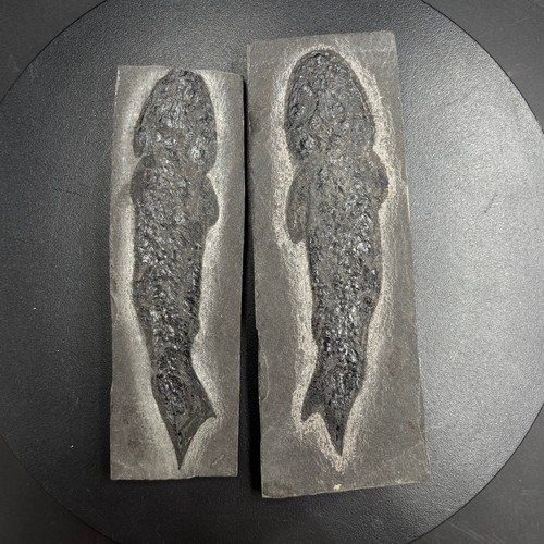 Osteolepis macrolepidotus