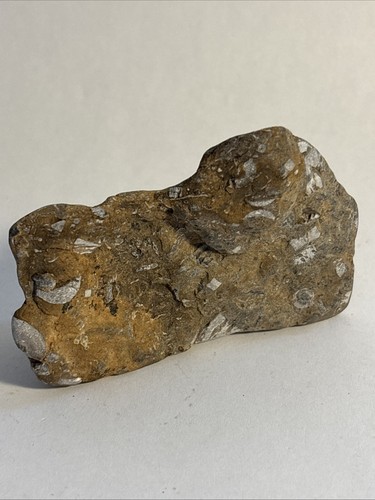 Arkansas fossil rock sample - arkansas,